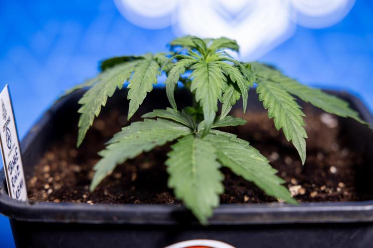 Tangerine Dream II Auto - Zamnesia x B&B. Week 2