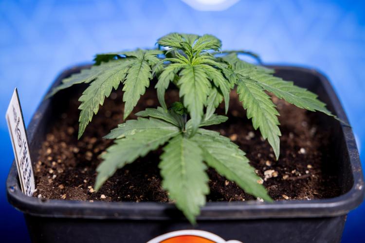 Tangerine Dream II Auto - Zamnesia x B&B. Week 2 - Tangerine Dream Automatic - Veg - Day 16