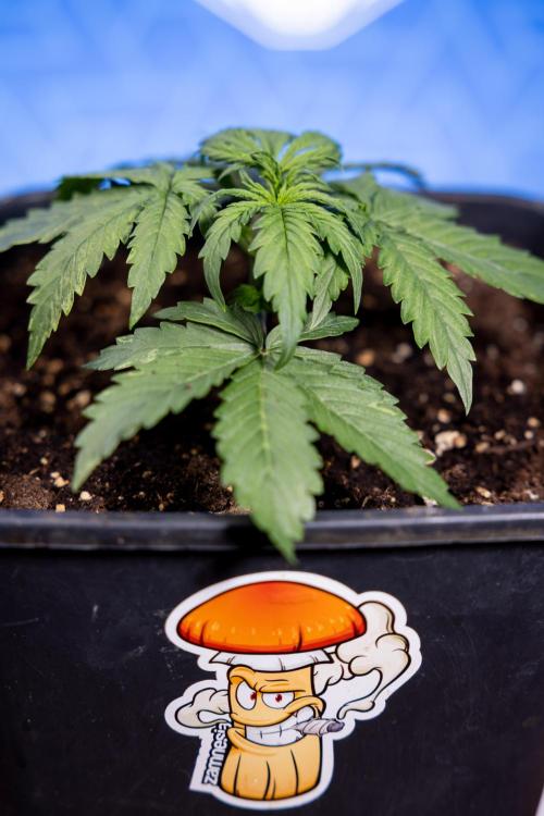 Tangerine Dream II Auto - Zamnesia x B&B. Week 2 - Tangerine Dream Automatic - Veg - Day 16