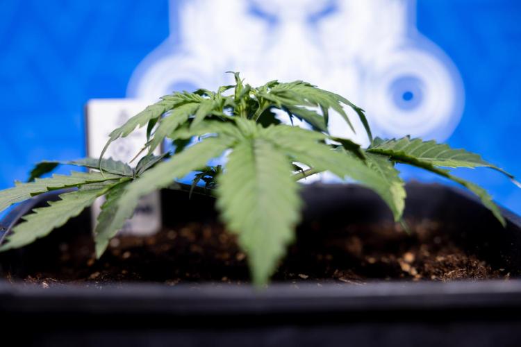 Tangerine Dream II Auto - Zamnesia x B&B. Week 2 - Tangerine Dream Automatic - Veg - Day 16