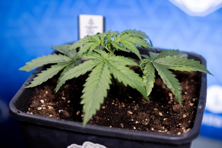 Tangerine Dream II Auto - Zamnesia x B&B. Week 2 - Tangerine Dream Automatic - Veg - Day 16