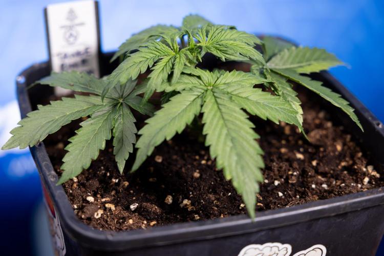 Tangerine Dream II Auto - Zamnesia x B&B. Week 2 - Tangerine Dream Automatic - Veg - Day 16