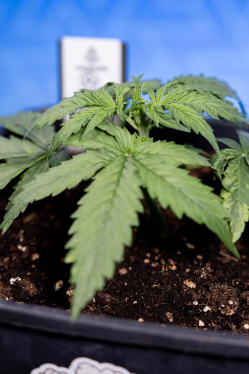 Tangerine Dream II Auto - Zamnesia x B&B. Week 2 - Tangerine Dream Automatic - Veg - Day 16