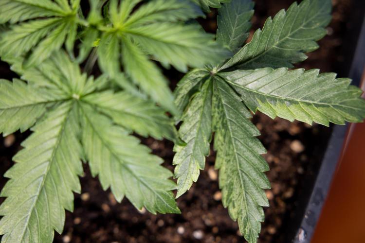 Tangerine Dream II Auto - Zamnesia x B&B. Week 2 - Tangerine Dream Automatic - Veg - Day 16