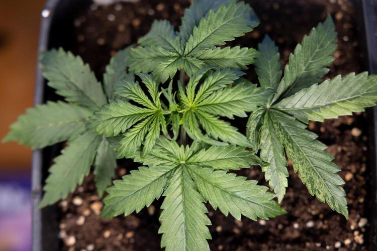 Tangerine Dream II Auto - Zamnesia x B&B. Week 2 - Tangerine Dream Automatic - Veg - Day 16