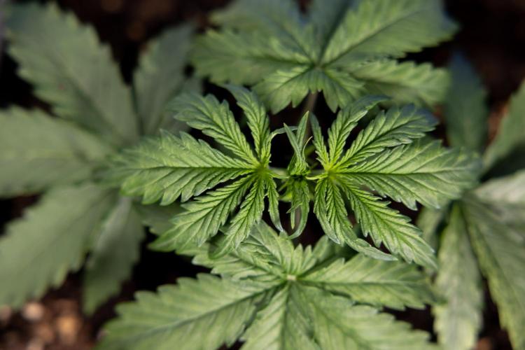 Tangerine Dream II Auto - Zamnesia x B&B. Week 2 - Tangerine Dream Automatic - Veg - Day 16