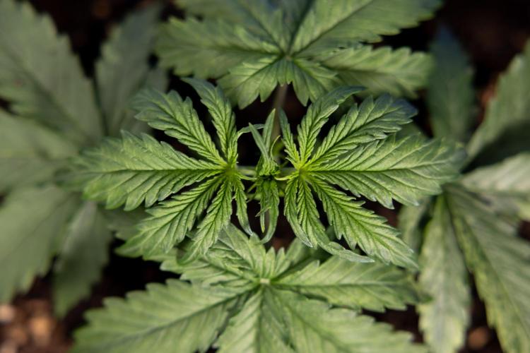 Tangerine Dream II Auto - Zamnesia x B&B. Week 2 - Tangerine Dream Automatic - Veg - Day 16