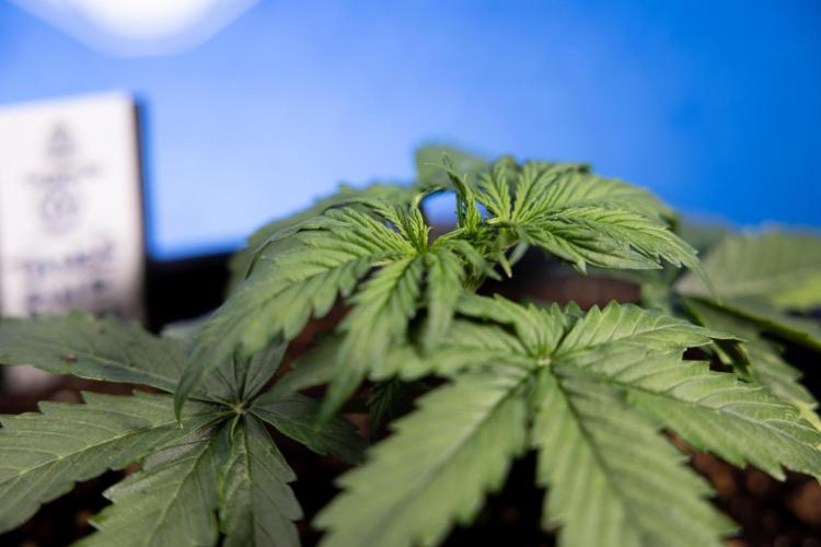 Tangerine Dream II Auto - Zamnesia x B&B. Week 2 - Tangerine Dream Automatic - Veg - Day 16