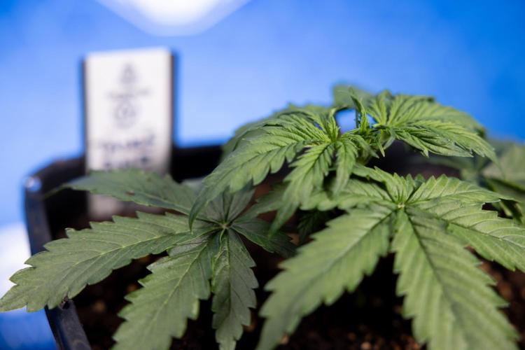 Tangerine Dream II Auto - Zamnesia x B&B. Week 2 - Tangerine Dream Automatic - Veg - Day 16