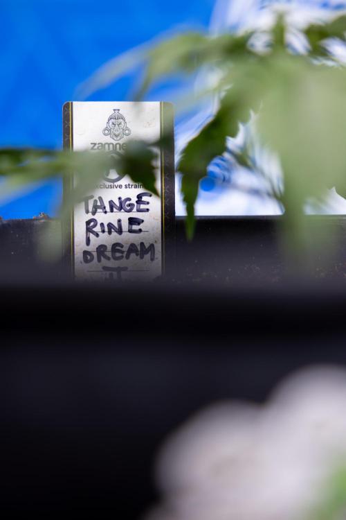 Tangerine Dream II Auto - Zamnesia x B&B. Week 2 - Tangerine Dream Automatic - Veg - Day 16