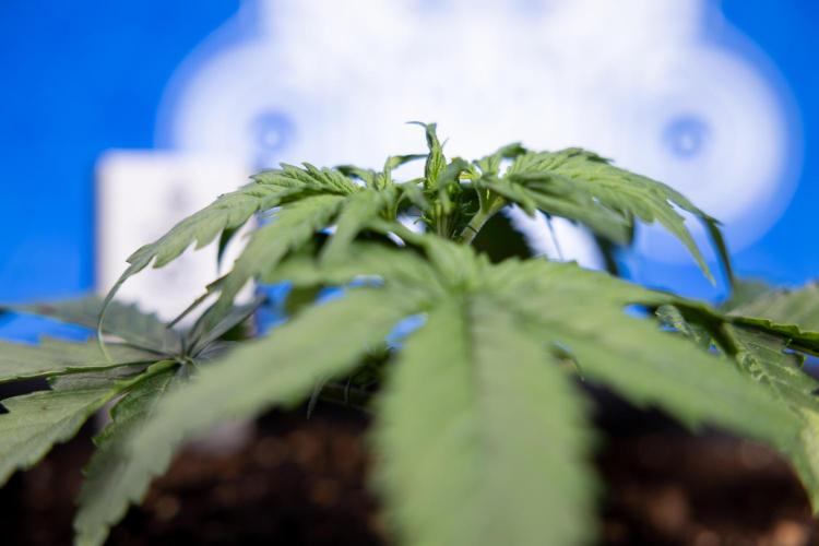 Tangerine Dream II Auto - Zamnesia x B&B. Week 2 - Tangerine Dream Automatic - Veg - Day 16