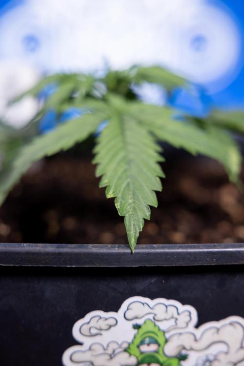 Tangerine Dream II Auto - Zamnesia x B&B. Week 2 - Tangerine Dream Automatic - Veg - Day 16