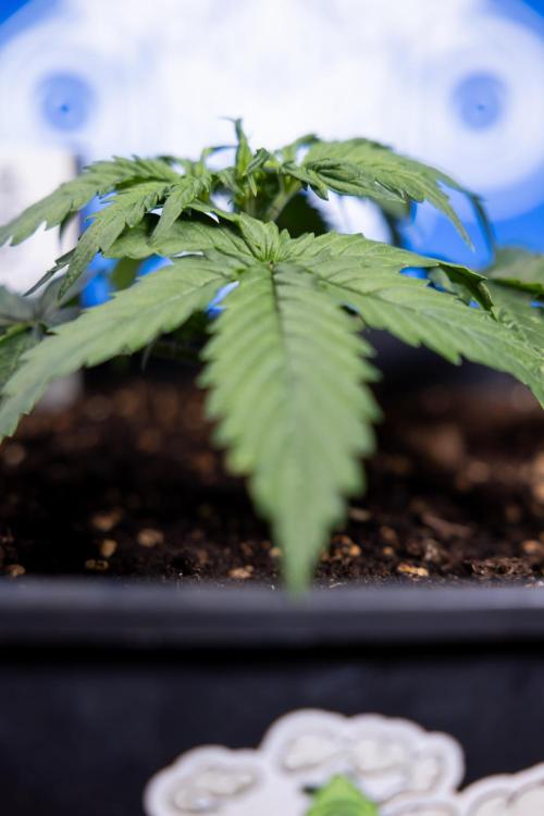 Tangerine Dream II Auto - Zamnesia x B&B. Week 2 - Tangerine Dream Automatic - Veg - Day 16