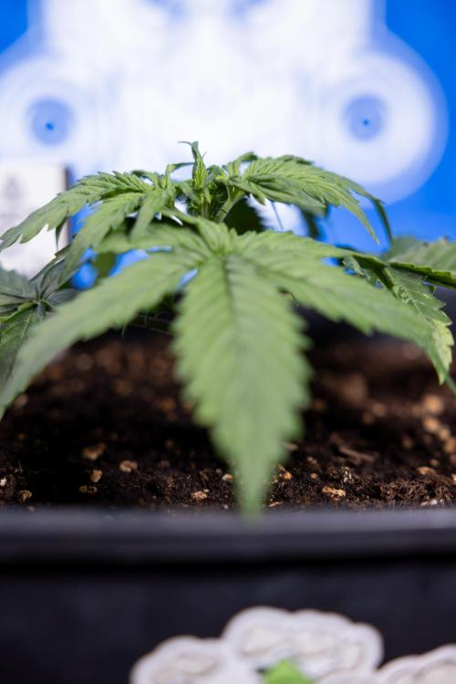 Tangerine Dream II Auto - Zamnesia x B&B. Week 2 - Tangerine Dream Automatic - Veg - Day 16