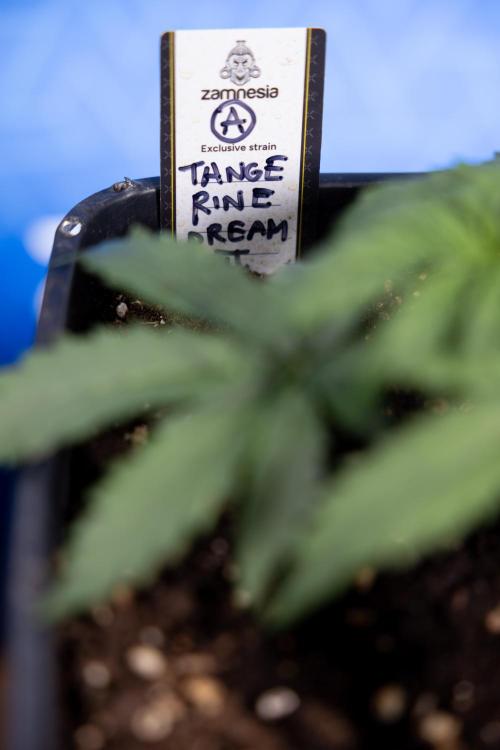 Tangerine Dream II Auto - Zamnesia x B&B. Week 2 - Tangerine Dream Automatic - Veg - Day 16