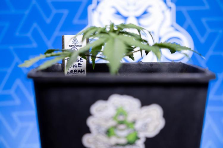 Tangerine Dream II Auto - Zamnesia x B&B. Week 2 - Tangerine Dream Automatic - Veg - Day 16