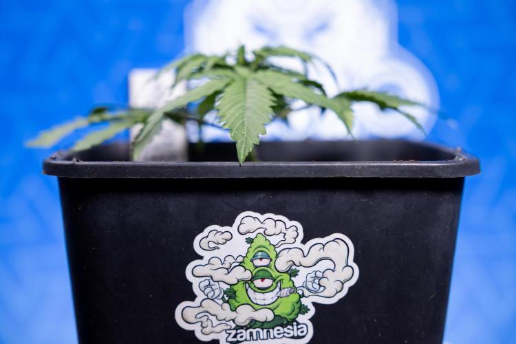 Tangerine Dream II Auto - Zamnesia x B&B. Week 2 - Tangerine Dream Automatic - Veg - Day 16