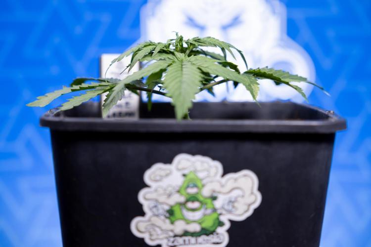 Tangerine Dream II Auto - Zamnesia x B&B. Week 2 - Tangerine Dream Automatic - Veg - Day 16