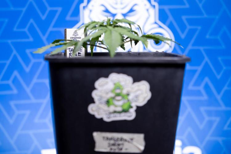 Tangerine Dream II Auto - Zamnesia x B&B. Week 2 - Tangerine Dream Automatic - Veg - Day 16