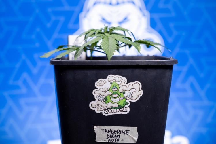 Tangerine Dream II Auto - Zamnesia x B&B. Week 2 - Tangerine Dream Automatic - Veg - Day 16