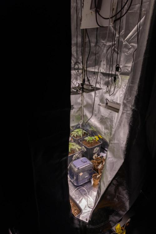 Tangerine Dream II Auto - Zamnesia x B&B. Week 2