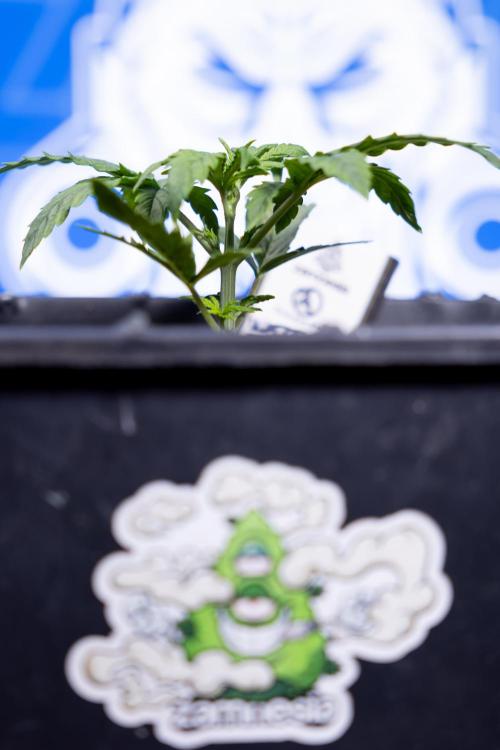 Watermelon Candy II Auto - Zammi x B&B. Week 2 - Watermelon Candy II Veg - Day 15 - 