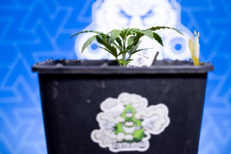 Watermelon Candy II Auto - Zammi x B&B. Week 2 - Watermelon Candy II Veg - Day 15 - 