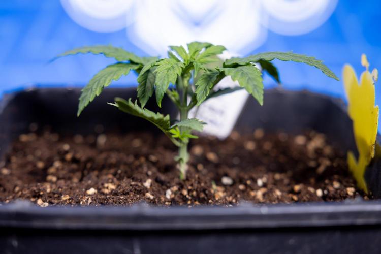 Watermelon Candy II Auto - Zammi x B&B. Week 2 - Watermelon Candy II Veg - Day 15 - 