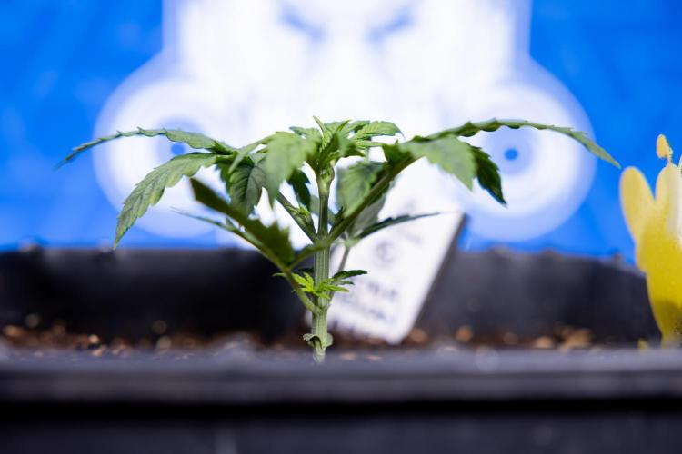 Watermelon Candy II Auto - Zammi x B&B. Week 2 - Watermelon Candy II Veg - Day 15 - 