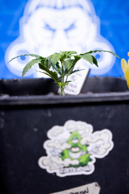 Watermelon Candy II Auto - Zammi x B&B. Week 2 - Watermelon Candy II Veg - Day 15 - 