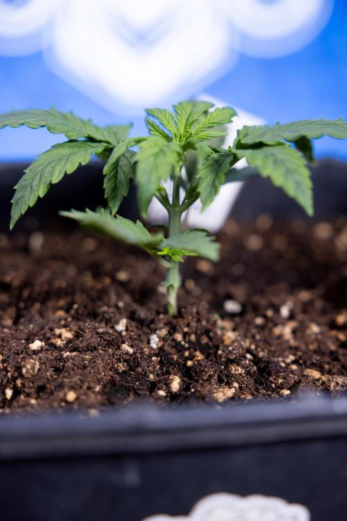 Watermelon Candy II Auto - Zammi x B&B. Week 2 - Watermelon Candy II Veg - Day 15 - 