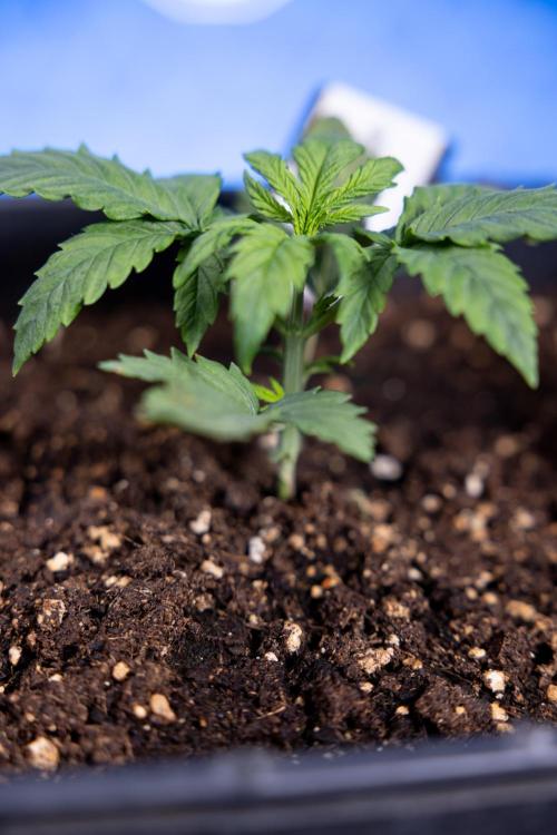 Watermelon Candy II Auto - Zammi x B&B. Week 2 - Watermelon Candy II Veg - Day 15 - 