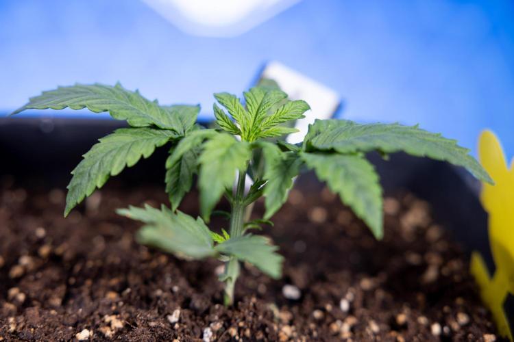 Watermelon Candy II Auto - Zammi x B&B. Week 2 - Watermelon Candy II Veg - Day 15 - 