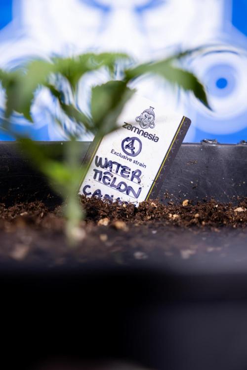 Watermelon Candy II Auto - Zammi x B&B. Week 2 - Watermelon Candy II Veg - Day 15 - 