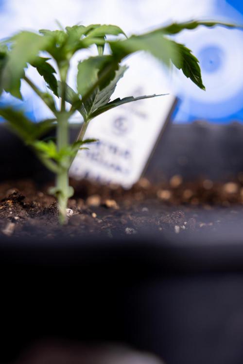 Watermelon Candy II Auto - Zammi x B&B. Week 2 - Watermelon Candy II Veg - Day 15 - 