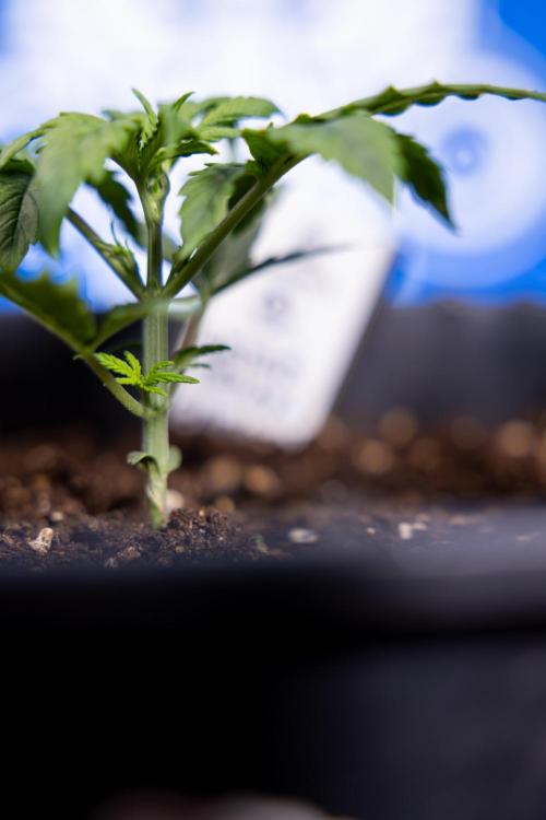 Watermelon Candy II Auto - Zammi x B&B. Week 2 - Watermelon Candy II Veg - Day 15 - 