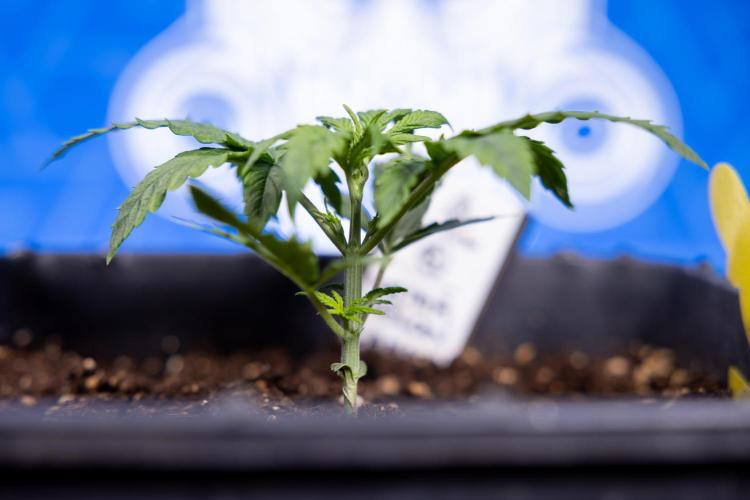 Watermelon Candy II Auto - Zammi x B&B. Week 2 - Watermelon Candy II Veg - Day 15 - 