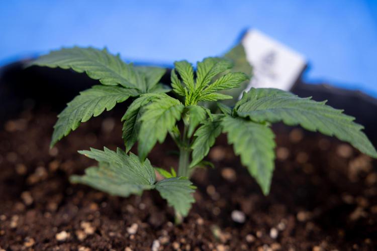 Watermelon Candy II Auto - Zammi x B&B. Week 2 - Watermelon Candy II Veg - Day 15 - 