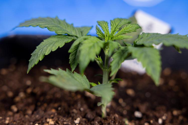 Watermelon Candy II Auto - Zammi x B&B. Week 2 - Watermelon Candy II Veg - Day 15 - 