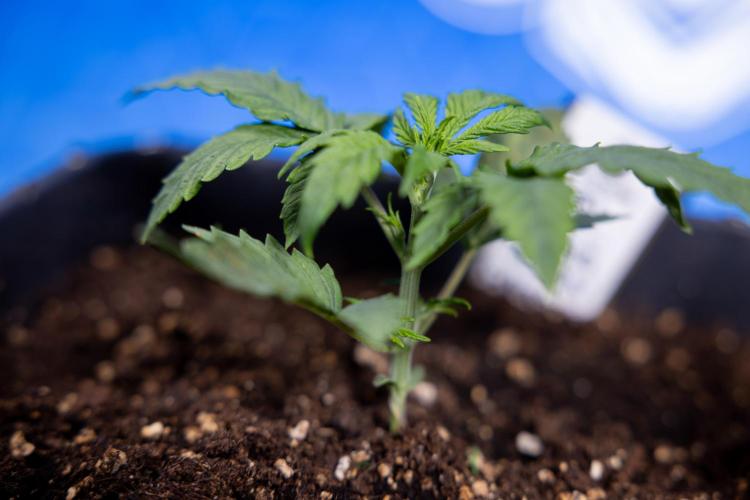 Watermelon Candy II Auto - Zammi x B&B. Week 2 - Watermelon Candy II Veg - Day 15 - 