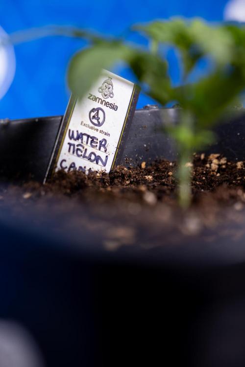 Watermelon Candy II Auto - Zammi x B&B. Week 2 - Watermelon Candy II Veg - Day 15 - 