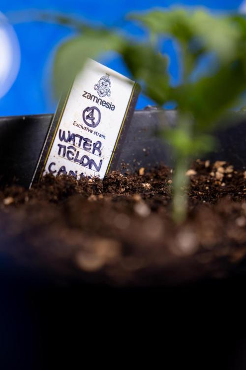 Watermelon Candy II Auto - Zammi x B&B. Week 2 - Watermelon Candy II Veg - Day 15 - 