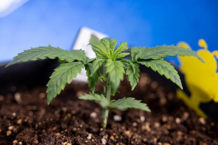 Watermelon Candy II Auto - Zammi x B&B. Week 2 - Watermelon Candy II Veg - Day 15 - 