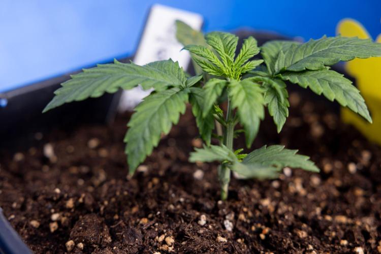 Watermelon Candy II Auto - Zammi x B&B. Week 2 - Watermelon Candy II Veg - Day 15 - 