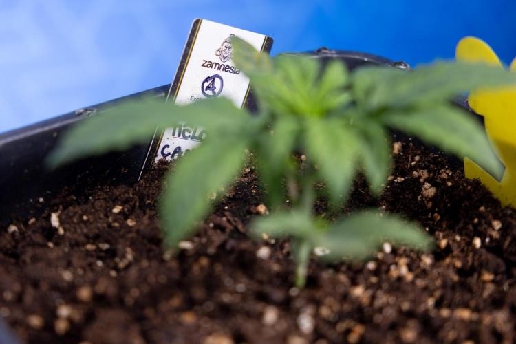 Watermelon Candy II Auto - Zammi x B&B. Week 2 - Watermelon Candy II Veg - Day 15 - 