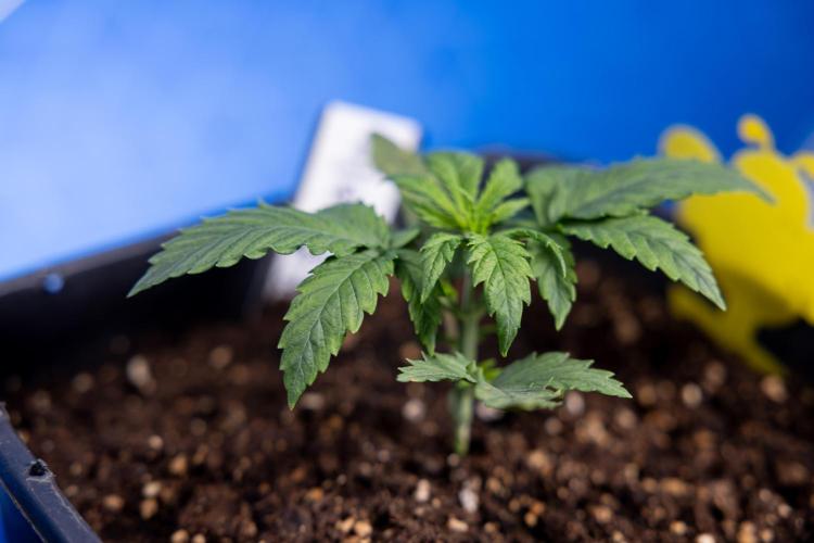 Watermelon Candy II Auto - Zammi x B&B. Week 2 - Watermelon Candy II Veg - Day 15 - 