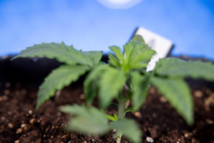 Watermelon Candy II Auto - Zammi x B&B. Week 2 - Watermelon Candy II Veg - Day 15 - 