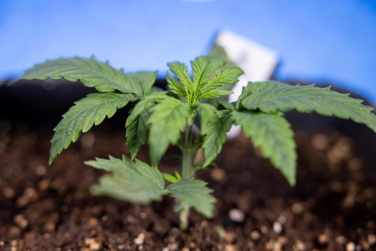 Watermelon Candy II Auto - Zammi x B&B. Week 2 - Watermelon Candy II Veg - Day 15 - 