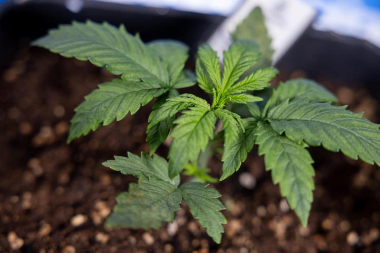 Watermelon Candy II Auto - Zammi x B&B. Week 2 - Watermelon Candy II Veg - Day 15 - 