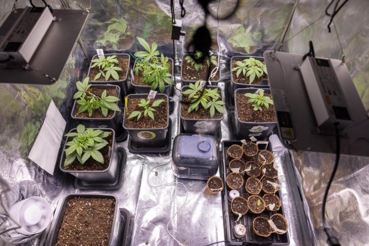 Watermelon Candy II Auto - Zammi x B&B. Week 2 - Into Grow Box Zamnesia Crew